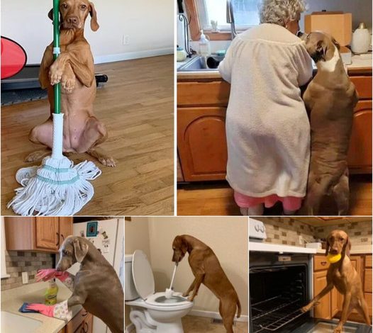 The shelter dog helps a 92-year-old woman with daily tasks, gaining widespread admiration online.