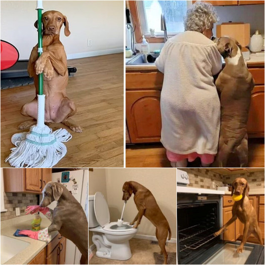 The shelter dog helps a 92-year-old woman with daily tasks, gaining widespread admiration online.