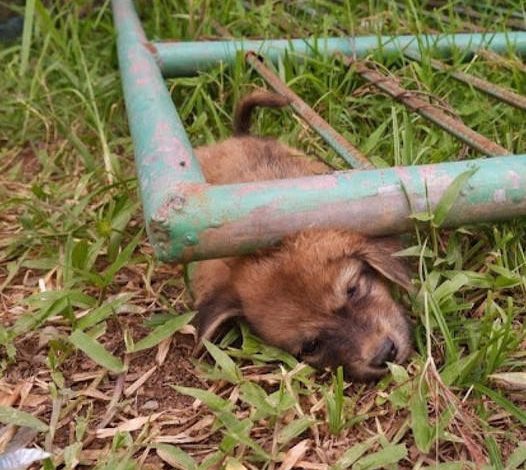 Incredible Rescue: Puppy Stuck Beneath Metal Gate, Captured on Film, Astonishes Viewers