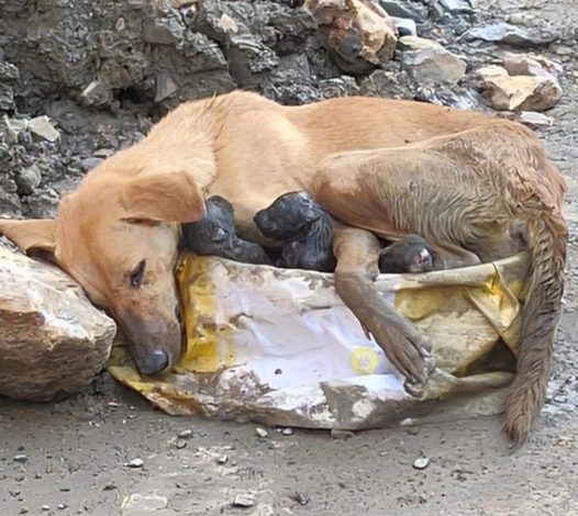 Gentle Rescue: Weary Mother Dog Holds Puppies on Shaky Legs, a Touching Display of Emotion.