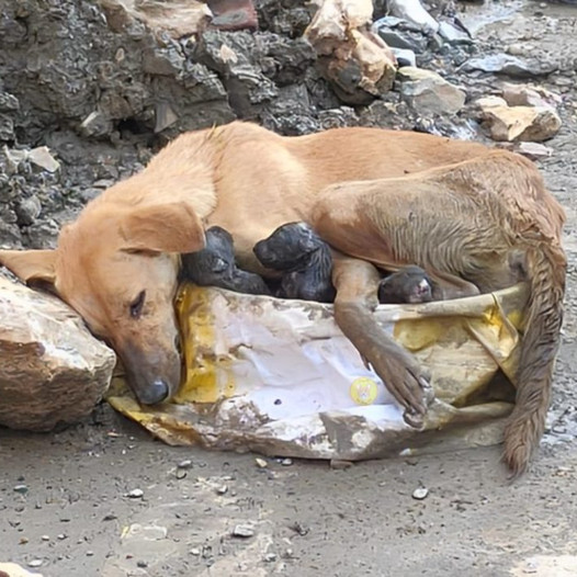 Gentle Rescue: Weary Mother Dog Holds Puppies on Shaky Legs, a Touching Display of Emotion.