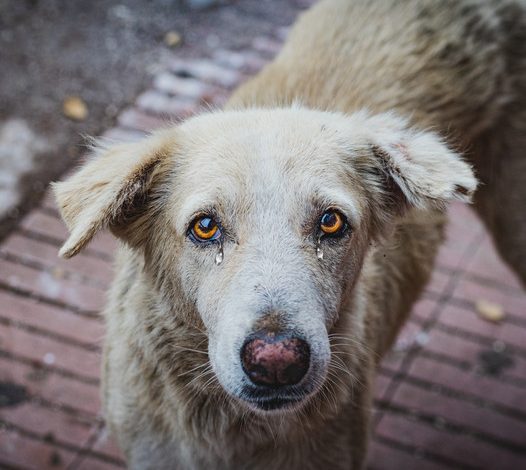 A heartbreaking moment: The image of a dog grieving his late owner profoundly moved millions, bringing many to tears.