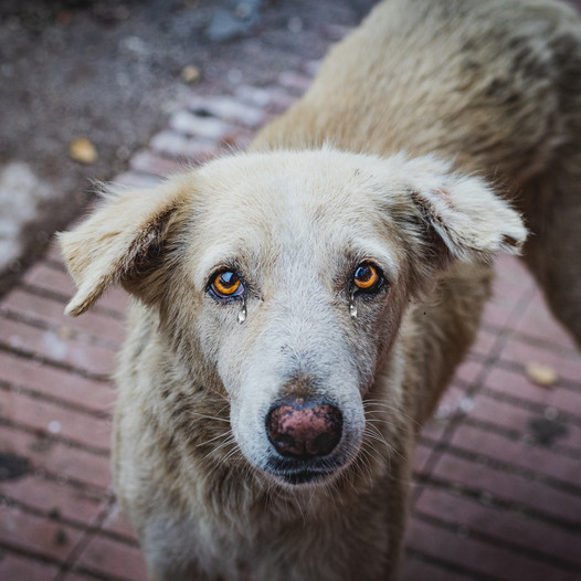 A heartbreaking moment: The image of a dog grieving his late owner profoundly moved millions, bringing many to tears.