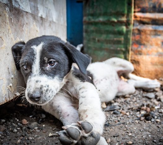 The mournful image of a dog grieving its deceased owner evoked profound emotions in countless viewers.