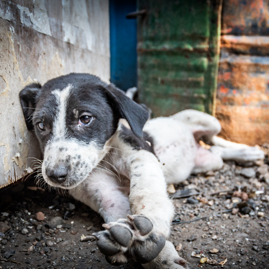 The mournful image of a dog grieving its deceased owner evoked profound emotions in countless viewers.