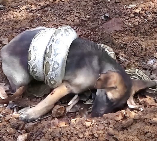 Desperately begging for help, a puppy is saved from a snake attack.