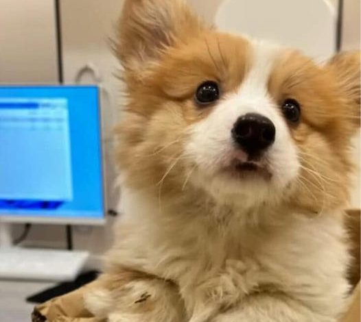 A sick small dog curled up inside a box at a construction site