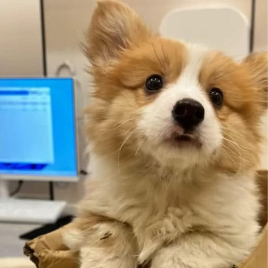 A sick small dog curled up inside a box at a construction site