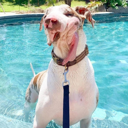 A puppy with a unique facial deformity, often rejected by those who couldn’t look beyond his appearance, clings to one profound, unshakable hope: to be loved and accepted exactly as he is.