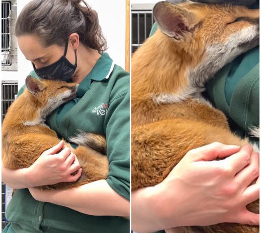 “Do you feel better, Baby?” – Weary Fox Finds Solace in Veterinarian’s Embrace, Unveiling a Tearful Connection That Transcends Words