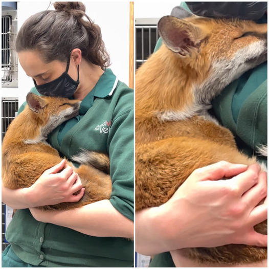 “Do you feel better, Baby?” – Weary Fox Finds Solace in Veterinarian’s Embrace, Unveiling a Tearful Connection That Transcends Words