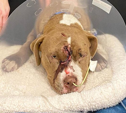 Honoring Bravery and Recovery: Brutus the Brave Pit Bull’s Birthday Celebration