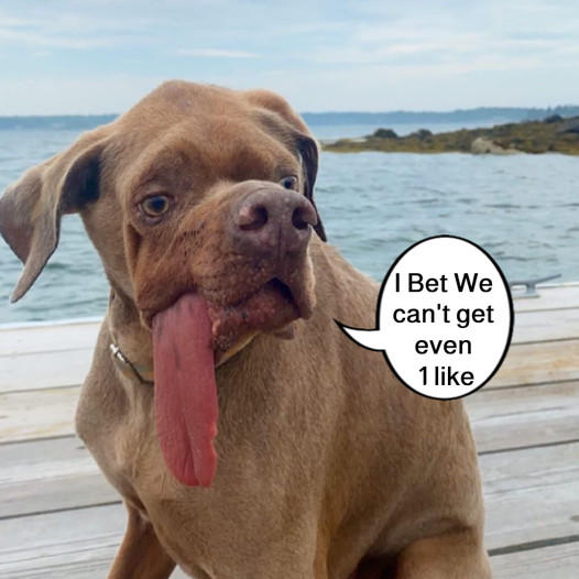 Dog Left on Beach Finds His Forever Family—and Fame!—in Massachusetts