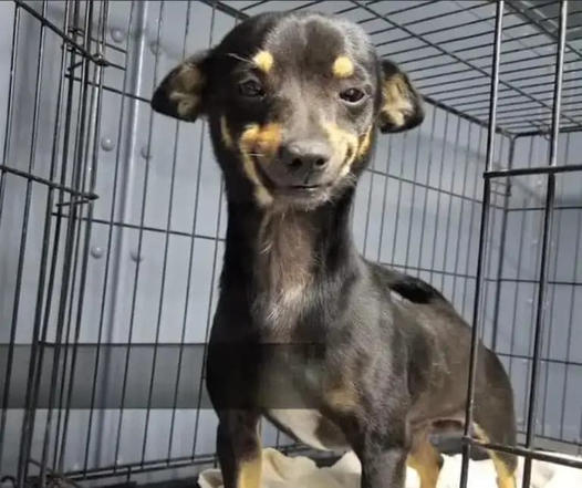 Dog’s Adorable Grin Creates Huge Adoption Frenzy at Shelter