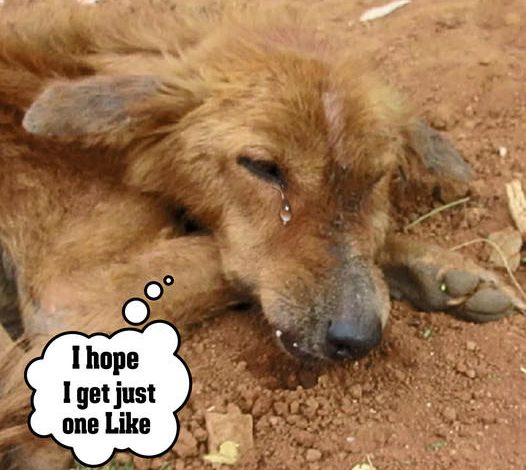 A dog with a shattered jaw was rescued from severe hunger and given a new lease on life.