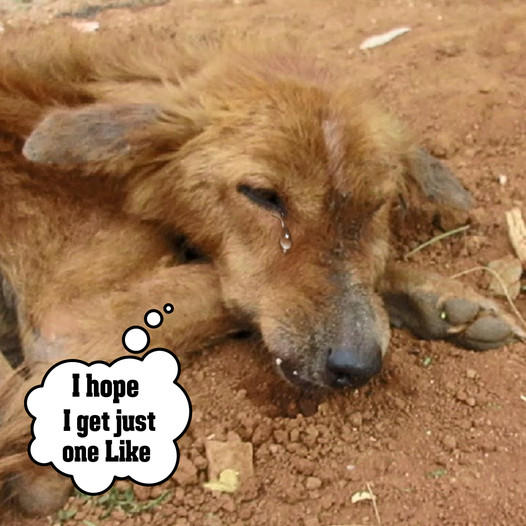 A dog with a shattered jaw was rescued from severe hunger and given a new lease on life.