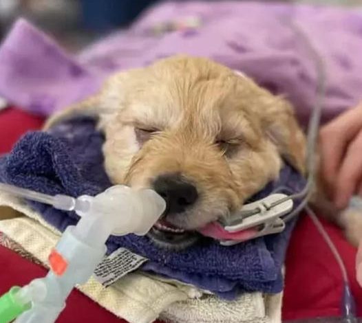 7-Week-Old Puppy Set for Euthanasia, but Vet Has Other Plans