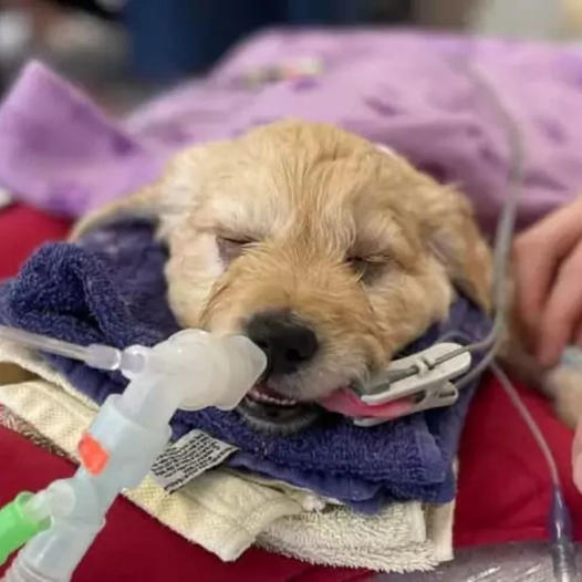 7-Week-Old Puppy Set for Euthanasia, but Vet Has Other Plans