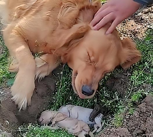 Heartbroken, a mother dog clings to her deceased puppies, digging up their grave in a poignant act of devotion.