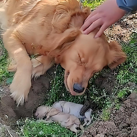 Heartbroken, a mother dog clings to her deceased puppies, digging up their grave in a poignant act of devotion.