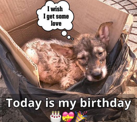 Awaiting His Birthday: A Loyal Dog Wishes His Owner Returns On His Big Day -pvth