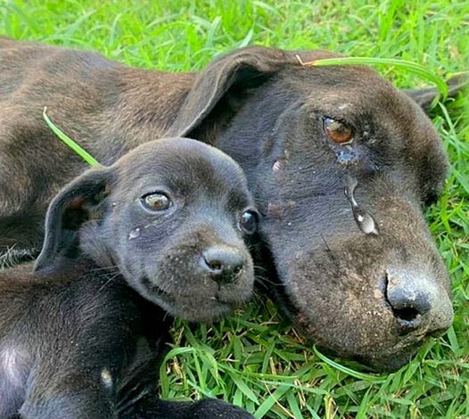 A Mother’s Desperate Hold: The Heartbreaking Struggle of a Starving Dog Caring for Her Beloved Puppy