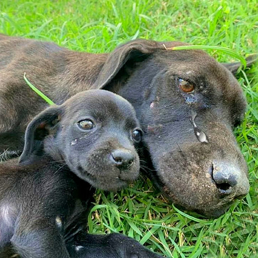 A Mother’s Desperate Hold: The Heartbreaking Struggle of a Starving Dog Caring for Her Beloved Puppy