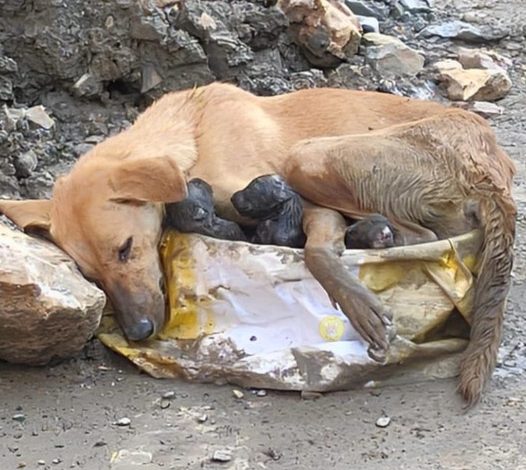 Tender Rescue: Exhausted Mother Dog Clings to Her Puppies on Trembling Legs, a Heartfelt Display of Affection.