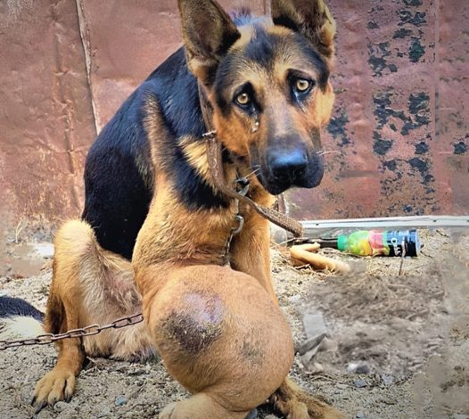 A senior dog with bone cancer was left abandoned in the yard of an intoxicated person, tied up with no food or water, and suffered neglect.