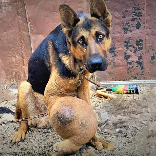 A senior dog with bone cancer was left abandoned in the yard of an intoxicated person, tied up with no food or water, and suffered neglect.