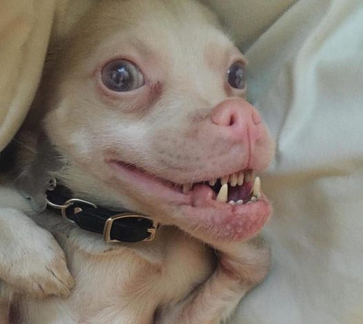 Gizmo’s 4th Birthday Bash: The One-of-a-Kind Chihuahua with a Golden Heart