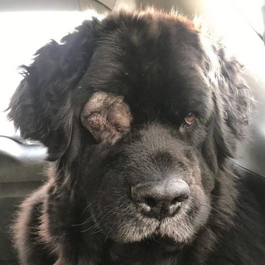 Brave Beauty: The Tale of Rocky, a Dog with a Dark Growth and a Tender Heart