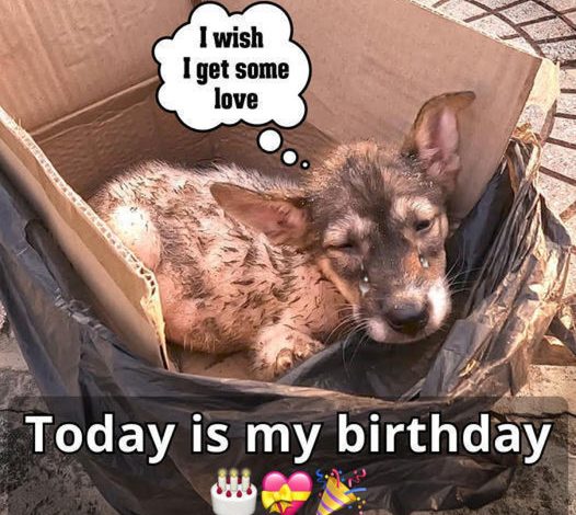 Waiting for His Birthday: A Loyal Dog Hopes His Owner Returns on This Special Day