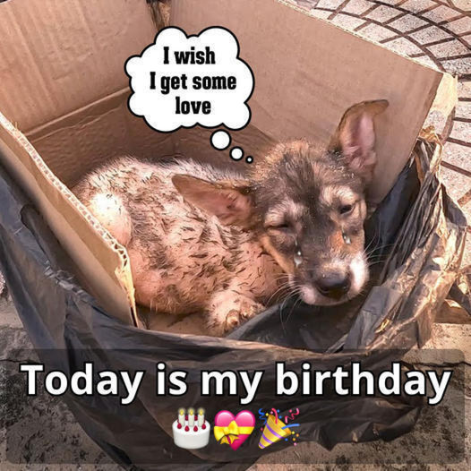 Waiting for His Birthday: A Loyal Dog Hopes His Owner Returns on This Special Day