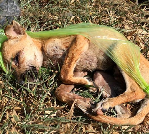 A sickly puppy, heartlessly abandoned in the trash, found salvation when a kind-hearted guardian angel stepped in to save it.