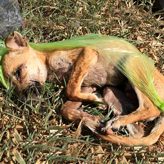 A sickly puppy, heartlessly abandoned in the trash, found salvation when a kind-hearted guardian angel stepped in to save it.