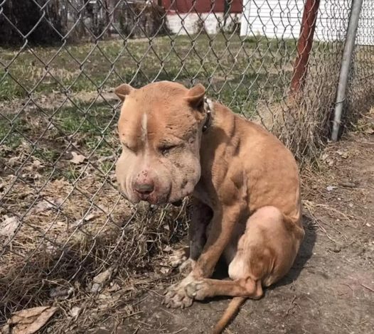 The dog with puffy cheeks, left bound to a fence, shows a beautiful face once rescued