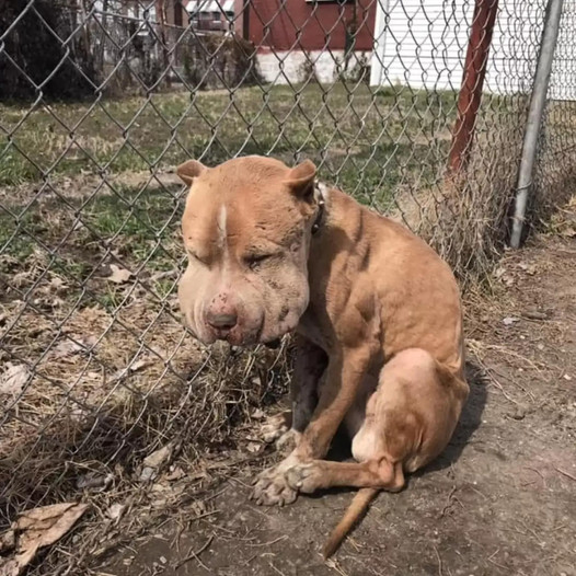 The dog with puffy cheeks, left bound to a fence, shows a beautiful face once rescued