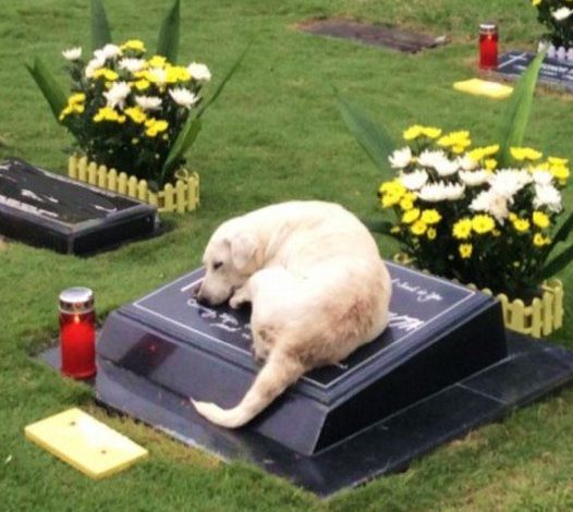 Loyal Dog’s Emotional Quest: After Months of Searching, She Discovers and Rests Forever Beside Late Owner