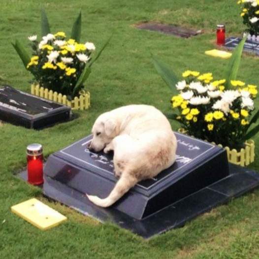 Loyal Dog’s Emotional Quest: After Months of Searching, She Discovers and Rests Forever Beside Late Owner