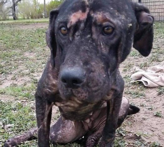 From Streets to Smiles: Abandoned Puppy Fluffy is Safe and Happy Now