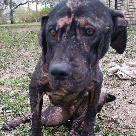 From Streets to Smiles: Abandoned Puppy Fluffy is Safe and Happy Now