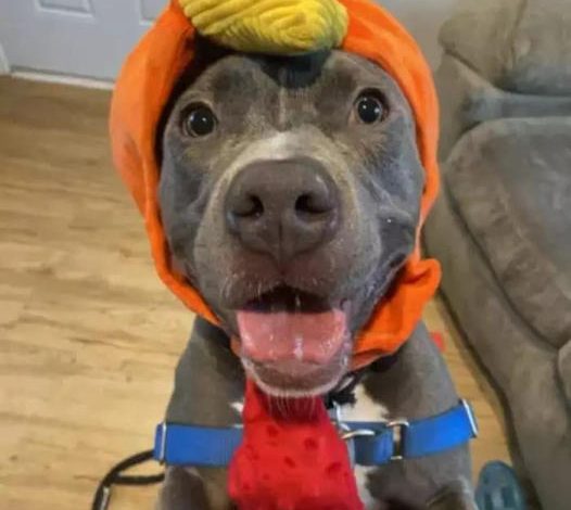 Dog Who Lived Half His Life in Shelter Still Hopes for a Forever Home