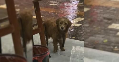 Stray Dog Stood Outside Restaurant Begging For Food But Everyone Just Ignored Him