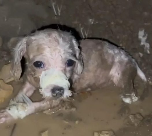 Desperate and abandoned: A dog’s heartbreaking ordeal, tied up, muzzled, and left to suffer alone