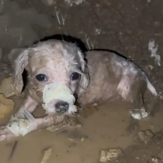 Desperate and abandoned: A dog’s heartbreaking ordeal, tied up, muzzled, and left to suffer alone