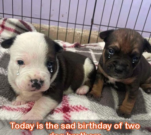 A sorrowful birthday for two canine siblings: Their mother left them, leaving them no choice but to stay in a shelter.