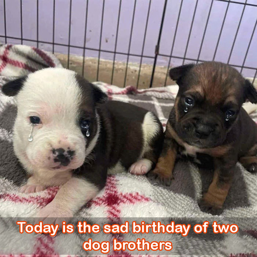 A sorrowful birthday for two canine siblings: Their mother left them, leaving them no choice but to stay in a shelter.