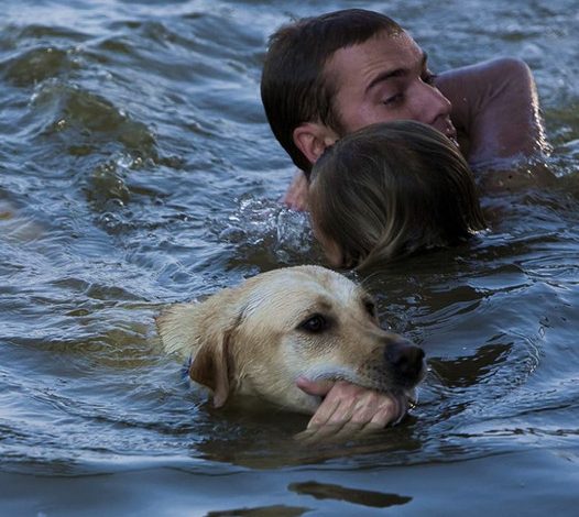 The brave dog leaped into the raging river without pause, saving its owner and becoming a town hero admired by all.