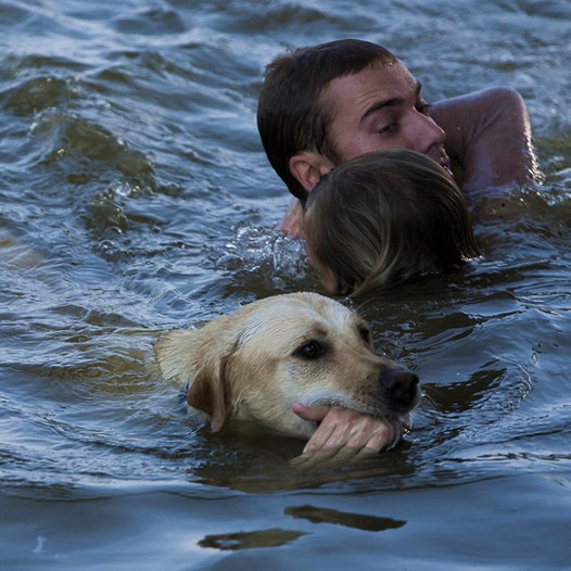 The brave dog leaped into the raging river without pause, saving its owner and becoming a town hero admired by all.